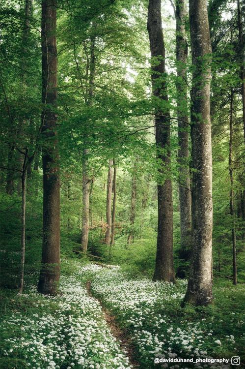oneshotolive:The season of wild garlic started! I always like the contrast between the white and the