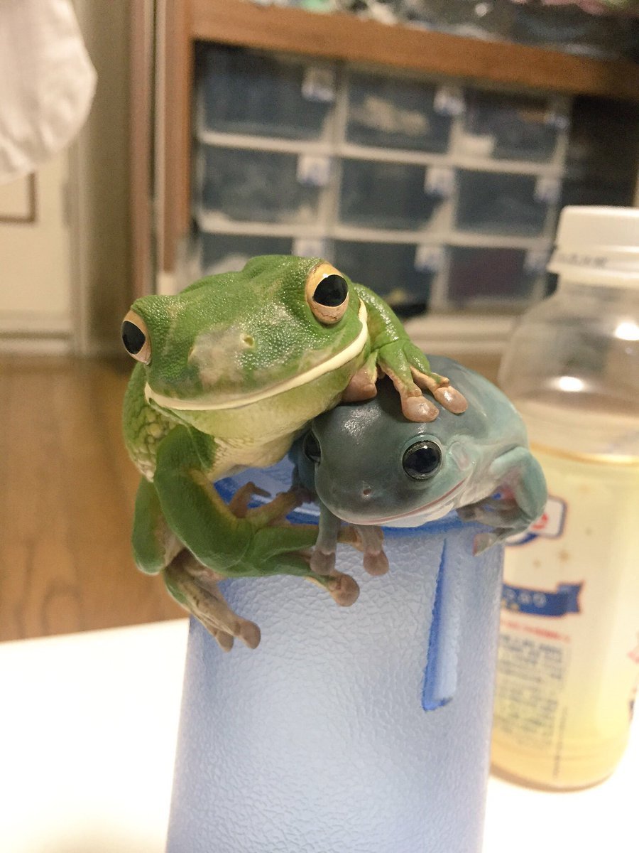 babyanimalgifs:  more baby animals here