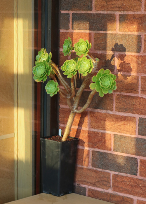 agavex-photography:Aeonium arboreum - the first plant to be returned to the rain shelter area after 