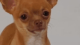 phoneus: [listens to beach boys - wouldn’t it be nice, really LISTENS] 