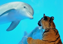 britonsaxton:  wonderous-world:  Staff was taking six-month-old tiger cub Akaasha on her daily walk around the Six Flags Discovery Kingdom when she saw Mavrick, a 14-month-old Atlantic bottlenose dolphin. The pair examined each other from all angles