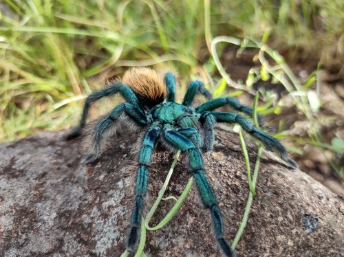 onenicebugperday:North American cobalt tarantula, Aphonopelma mooreae, Theraphosidae Found in Sonora