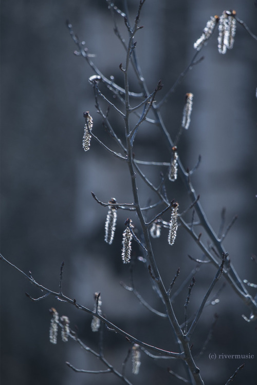 Aspen catkins backlit in the afternoon sunAspen reproduces  both by seeds and by root sprouts, 