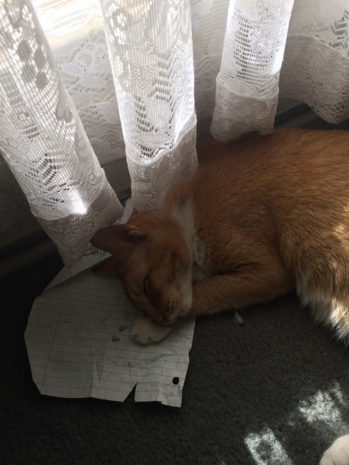 Sorry, I didn&rsquo;t do my homework. The kitty fell asleep on it❤️