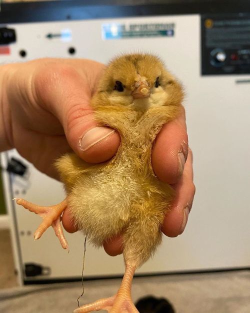 thesassyducks: Can’t get enough of these fluff-balls ❤️  via @fathenfarms