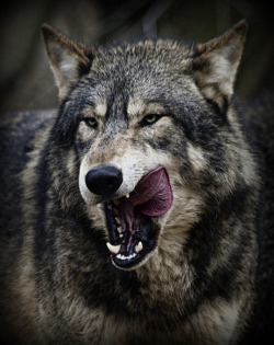 llbwwb:  Big bad Wolf (by wendysalisbury)