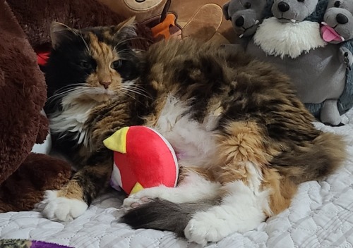 I Raise You A Ragdoll's Bedhead >:)