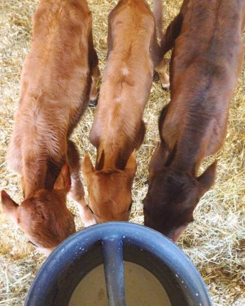 The breakfast club. Cue Simple Minds. #breakfastclub #dairybar #jerseycalves (at Wayward Goose Farm)