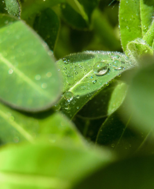 Water drops. Stockholm, Sweden. 18/05/19