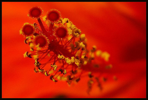 Crimson beauty by MarcelGermain on Flickr.