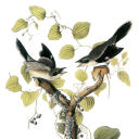 violetsandshrikes avatar