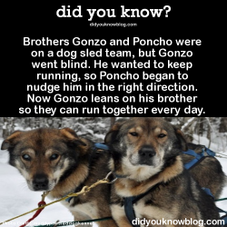 did-you-kno:  Brothers Gonzo and Poncho were on a dog sled team, but Gonzo went blind. He wanted to keep running, so Poncho began to nudge him in the right direction. Now Gonzo leans on his brother so they can run together every day. Source