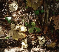 L’assemblée générale de l’association Forêt Méditerranéenne se tenait aujourd’hui dans la forêt privée de la Toulonette à l’ubac de la Sainte Baume, non loin de la fameuse hêtraie. Une forêt gérée juste pour accompagner la vie des arbres et favoriser la diversité des espèces.Alors les jeunes pousses côtoient les arbres sénescents d’espèces variées : sapins du Taurus, chênes verts et pubescents, érables à feuilles d’obier, tilleuls, hêtres, ifs, houx, pins sylvestres, sorbiers… juste magnifique et tellement rejouissant ! (à Plan DAups Ste-Baume)https://www.instagram.com/p/CV8xRaoMx5X/?utm_medium=tumblr