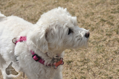 puppyrazzi