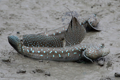 wrotten:Blue-spotted mudskippers