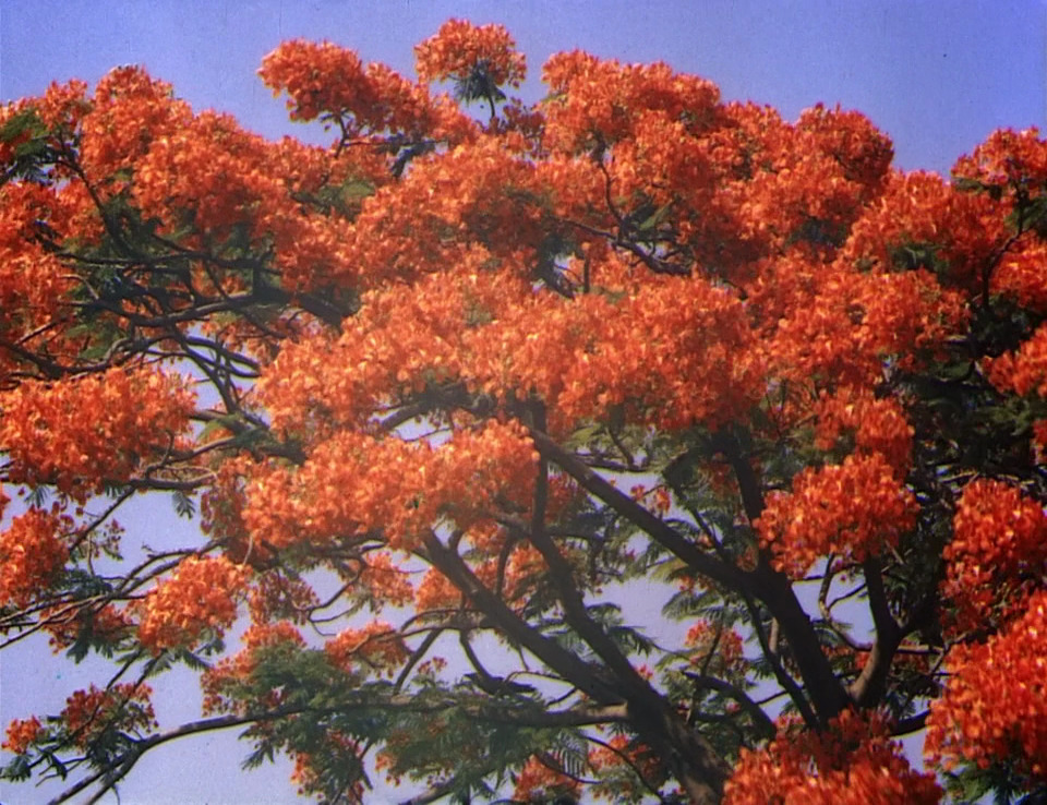 365filmsbyauroranocte:   The River (Jean Renoir, 1951)  