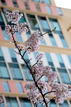 atraversso:  Cherry blossom 벚꽃 by Heon-Jin