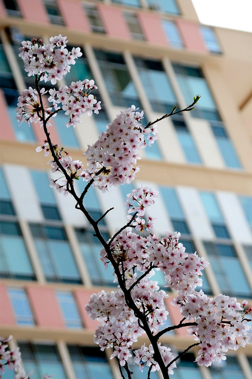 atraversso:  Cherry blossom 벚꽃 by Heon-Jin Park Sakura love