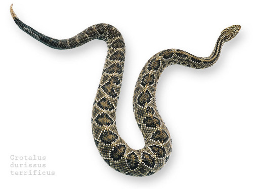 exotic-venom: (Crotalus durissus terrificus)  Cascavel