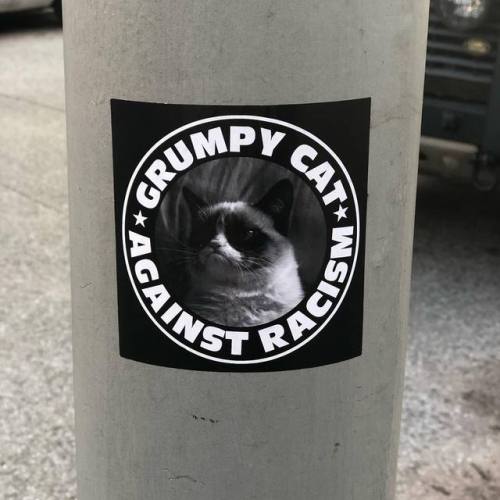 “Grumpy Cat Against Racism” stickers seen in various cities across Europe.Sadly, Grumpy Cat, otherwi