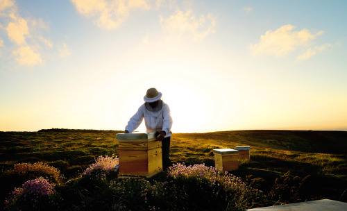 Jacques Kermagoret and 30 other volunteers of the Brittany Black Bee Conservation Association dedica