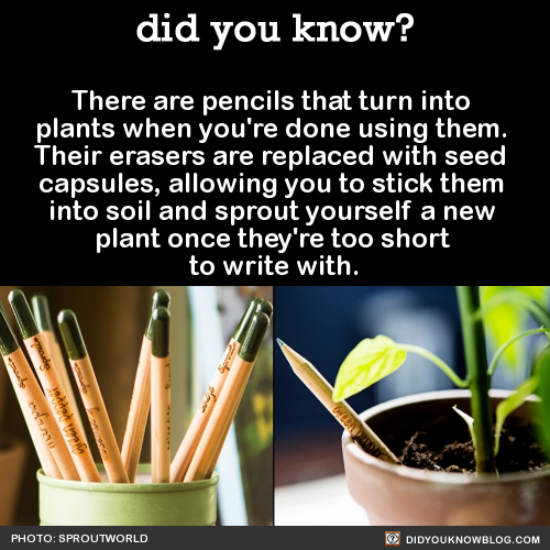 artwitchpath:mortwitch:skrata:did-you-kno:There are pencils that turn into plants when you’re done u