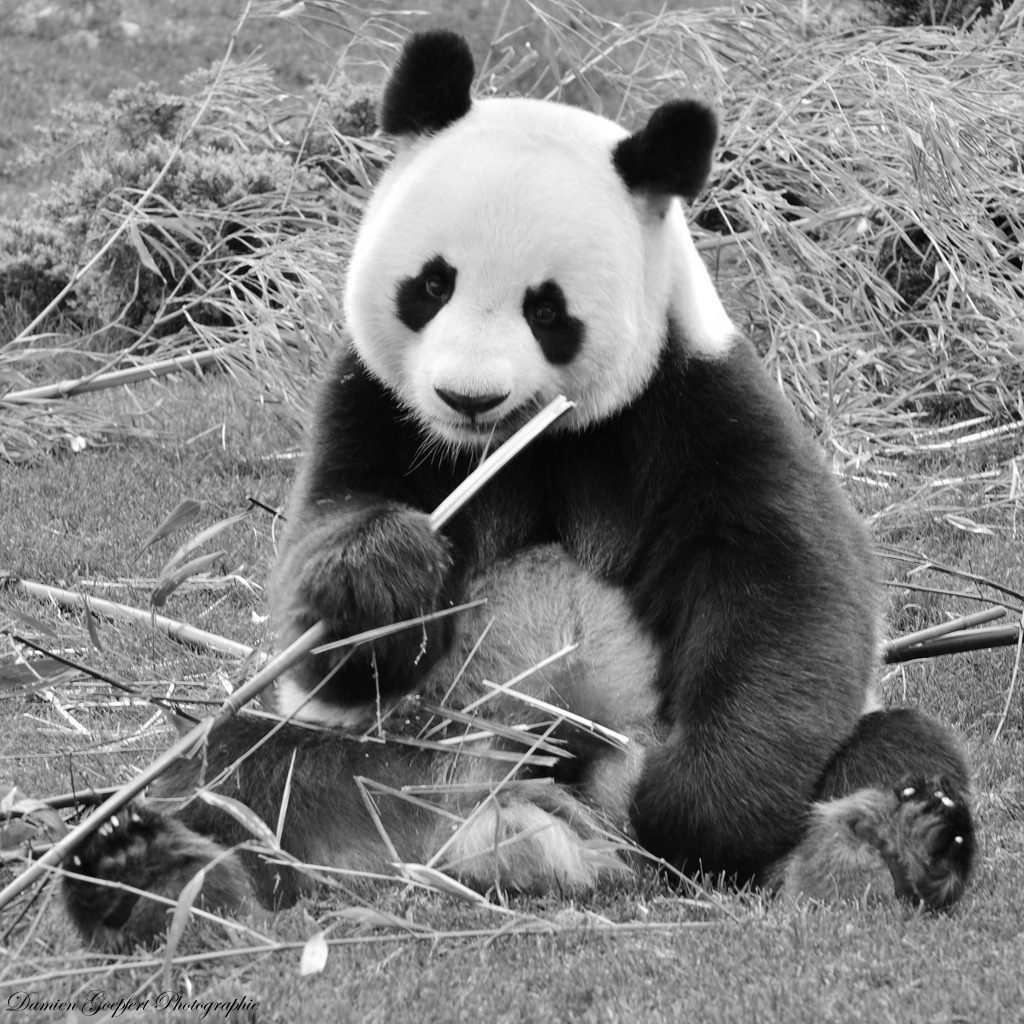 giantpandaphotos:  © Goepfert Damien. 