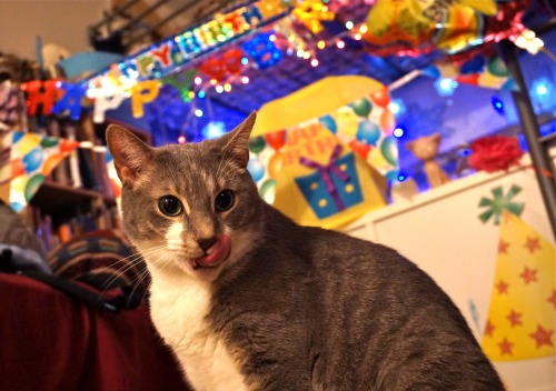 icewindandboringhorror:Today is my cat’s 8th birthday!!! Happy day to these beautiful brother 