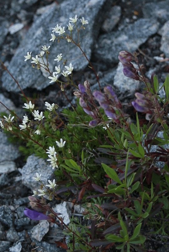 Alpine flowers dance at the base of the cliff, Beartooth Mountains, Wyominggif by riverwindphotograp