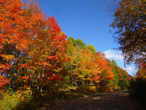 The leaves are REALLY GOOD this year! (I had to edit these photos a bit for accuracy because my came