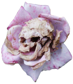transparent-flowers:  verbittert:  transparent-flowers:  The Death Rose (Rosa calvaria) is a rare and mysterious plant species. Beautiful when blooming, the buds form skull like faces when wilting. Biologists still don’t understand how the Death Rose