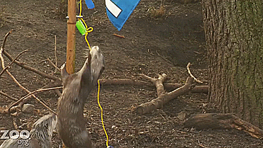 dbvictoria:  Even the otters at the Woodland Park Zoo are going Superbowl crazy.(x)