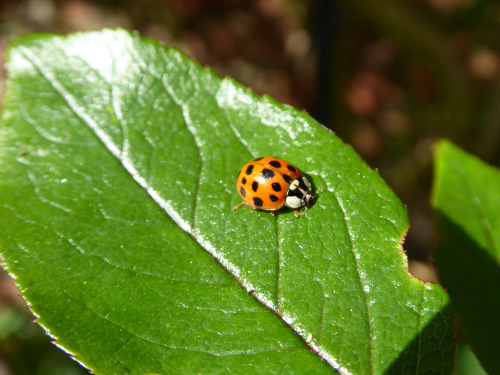 So many ladybirds in my garden right now! They aren’t, yet, making what you’d call inroads into the 