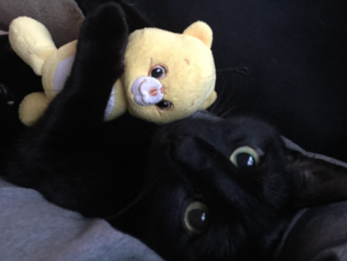 catsbeaversandducks:Happy Black Cat Day!Photos via Black Cats