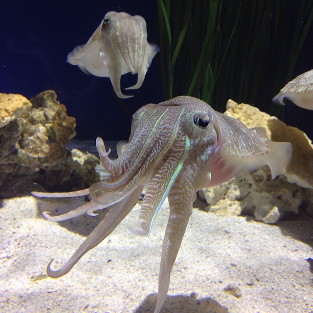 Pharaoh cuttlefish are back on exhibit! These master color changers can rapidly display metallic blues, greens, golds and silvers for camouflage, communication or courtship. Pharaoh cuttlefish can reach 16 inches and weigh 11 pounds!
Learn more about...