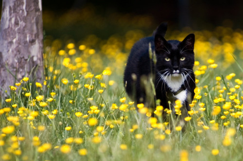 Buttercups (via Debbi Koplen)