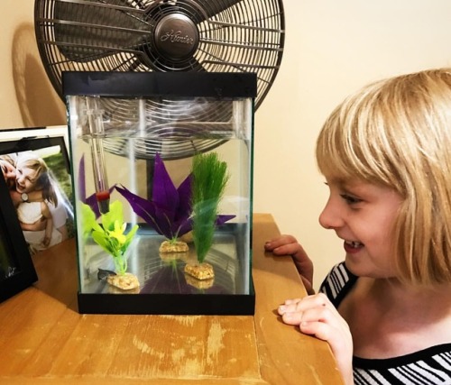 It’s a big day in our family! Alice has been doing chores and keeping her room clean for eight weeks to show she is responsible enough to care for a pet. She achieved her goal with flying colors and now we have a young female betta fish named Lapis....