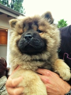 fiestadecorridos:  living-captivated:  newthinking:  cutefurrythings:  Chow Chow Puppies  Need a chow chow  I WANT  😳😭😍💕👌❤️💗💗💗💗💗 