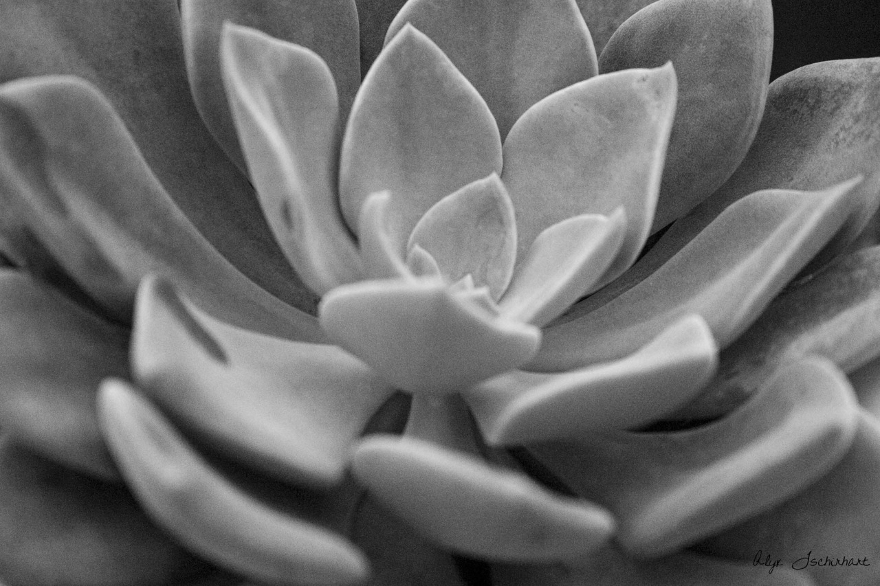 baetology:  gray moods // @slightlycoolemma