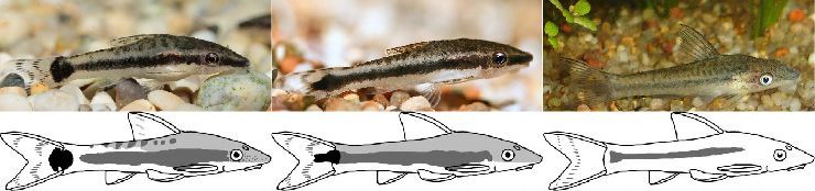 I found a nice comparison image of three Otocinclus species that are horribly misidentified all over the web. The lower illustrations seem to originate from here.
To the far right is Otocinclus affinis. The O. affinis name is slapped on like, every...