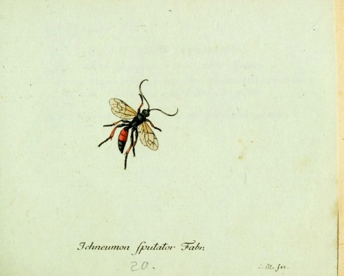wapiti3:Fauna insectorum Germanicae initialized ; By Panzer, Georg Wolfgang Franz, 1755-1829 Sturm,