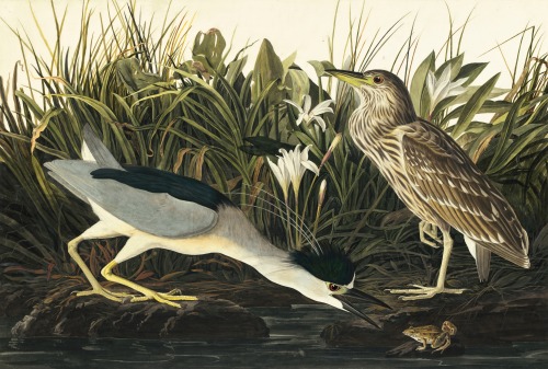 john james audubon