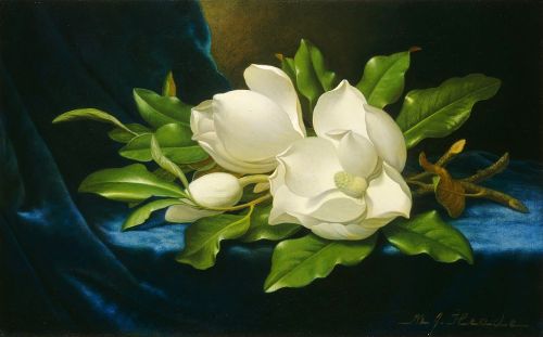 nekasuz:    Giant Magnolias on a Blue Velvet Cloth, 1890 by Martin Johnson Heade   National Gallery of Art, Washington, D.C. 