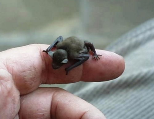 sixpenceee:  The Bumblebee bat, (or Kitti’s Hog Nosed Bat as it is also known as) the world’s smallest bat and is also the worlds smallest mammal. These cute little creatures are just 29 – 33mm in length, and have a wingspan of approximately 170mm