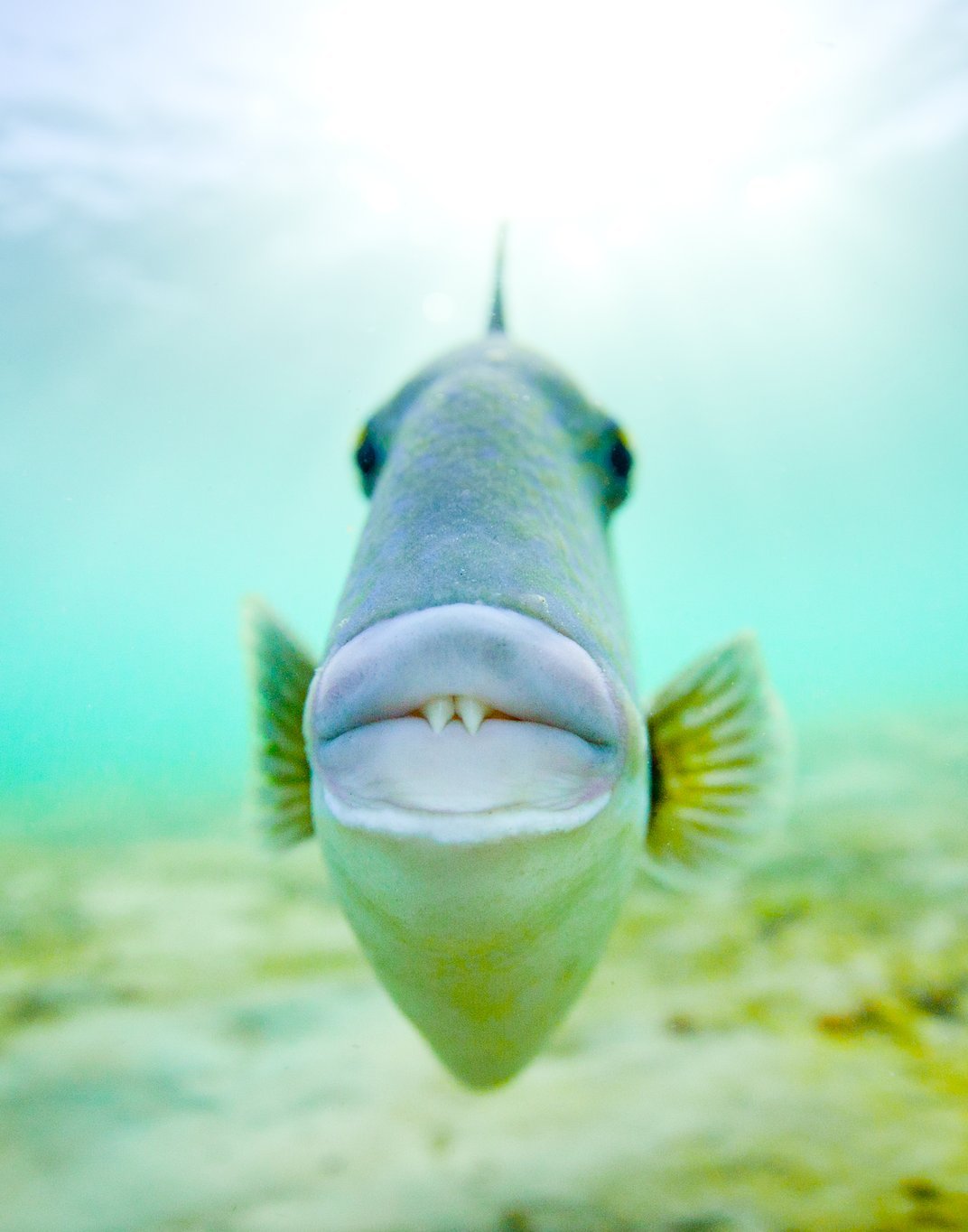 wigmund:  From Smithsonian Photo Of The Day; July 12, 2015: Vampire Kisses A triggerfish