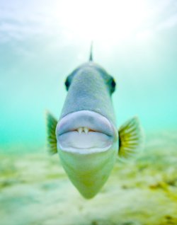 wigmund:  From Smithsonian Photo Of The Day; July 12, 2015: Vampire Kisses A triggerfish approaches my camera’s port while swimming in Palm Beach. Photographer: Ben Hicks; Boca Raton, Florida 