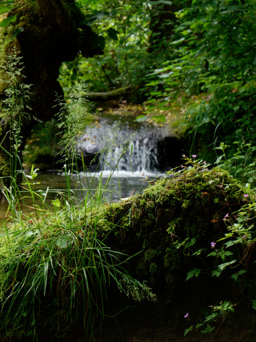 troglodytephotography