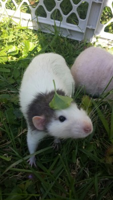 sacculetta:  lambhoof:  whenever leaf hat comes around everyone says, “thats leaf hat…they call him leaf hat on account of hes got a leaf hat” and by god…theyre right  oooooooo 