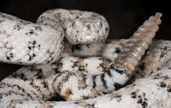 exotic-venom:  Southwestern speckled rattlesnake