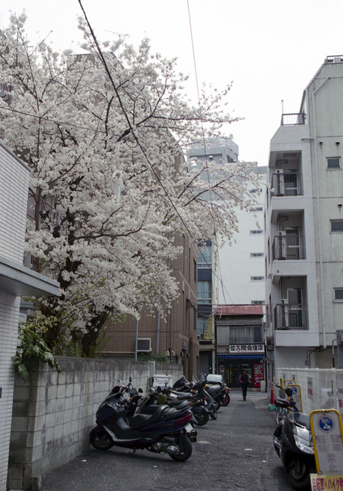 saqqoro:  神保町 花 Chiyoda-ku, Tokyo  